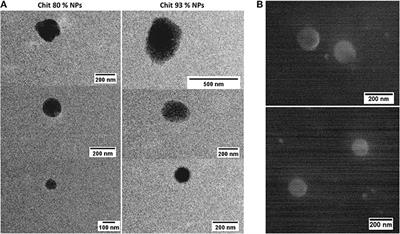 Chitosan Nanoparticles: Shedding Light on Immunotoxicity and Hemocompatibility